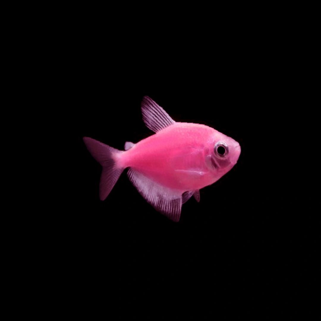 Pink hot sale aquarium fish